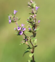 Fototapeta premium Clinopodium acinos (basil thyme) growing in the wild