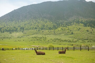 Individuals engage in the mindful act of picking wild stinging nettles in a serene rural setting, highlighting a shift toward slower living and deeper connection with nature