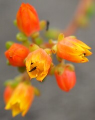Echeveria 'Ron Evans' mature succulent plant flowers