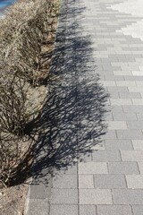 冬の低木街路樹と路上に落ちる影