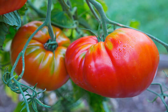 Red large heart tomatoes on a branch.