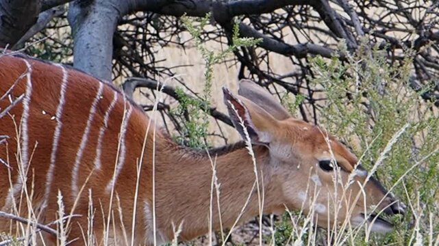 Closeup profile of Nyala ewe antelope eating green shrub leaves, Africa