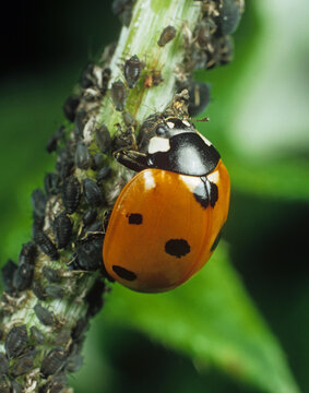 Seven-spot ladybird (Coccinella septempunctata) feeding on Black bean aphid (Aphis fabae) pests. 