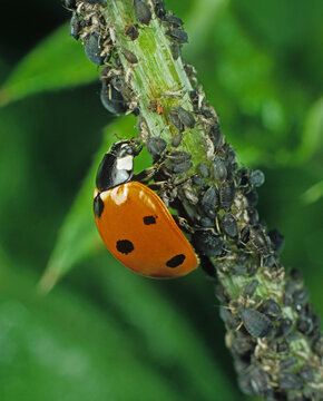 Seven-spot ladybird (Coccinella septempunctata) feeding on Black bean aphid (Aphis fabae) pests. 