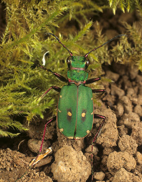 Green tiger beetle (Cicindela campestris) ground active predatory beetle, portrait, Devon, England, UK. 