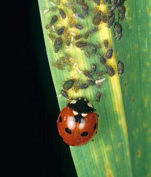 Seven-spot ladybird (Coccinella septempunctata) preying on  Bird-cherry aphids (Rhopalosiphum padi) on a wheat leaf. 