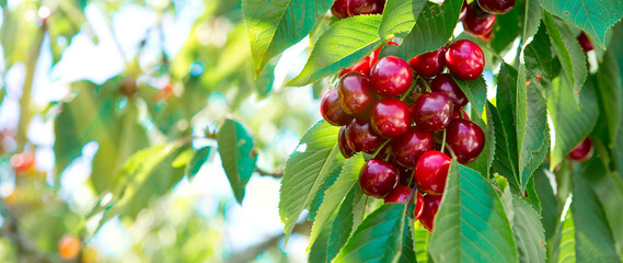 Red cherry hanging on a tree in the summer garden.