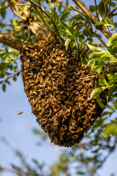 Swarm of Honey bees (Apis mellifera) in an Elder tree (Sambucus nigra), Stroud, Gloucestershire, UK. May. 
