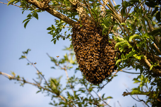 Swarm of Honey bees (Apis mellifera) in an Elder tree (Sambucus nigra), Stroud, Gloucestershire, UK. May. 
