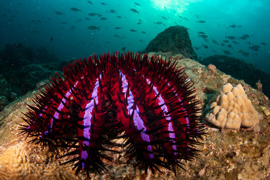 Crown-of-thorns starfish (Acanthaster planci) feeding on coral on a reef, Myeik Archipelago, Tanintharyi Region, Republic of the Union of Myanmar, Andaman Sea. 