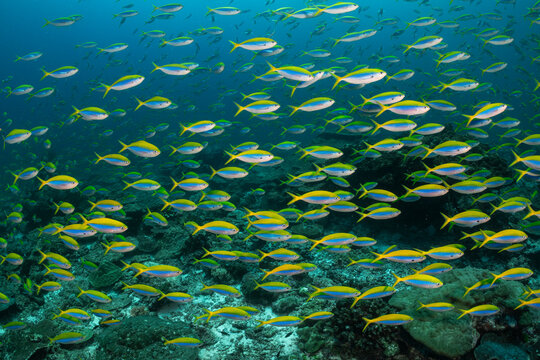 Large school of Yellowback fusiliers (Caesio xanthonota) feeding on plankton in the current over the reefs of Burma Bank, an offshore plateau that receives influence from the deep oceans from the And