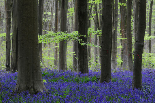 Bluebells (Hyacinthoides non-scripta) in flower in woodland in spring, West Woods, Wiltshire, UK. May 2016. Red marks on several trunks indicate they are scheduled for felling (commercial).
