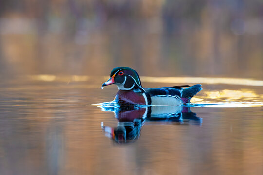 Wood duck (Aix sponsa) male in breeding plumage swimming on a beaver pond at sunrise, Acadia National Park, Maine, USA. May. 