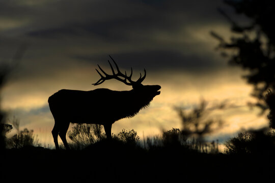 Elk (Cervus canadensis) bull, silhouetted on a mountain ridge at sunrise, Yellowstone National Park, Wyoming, USA. October. 