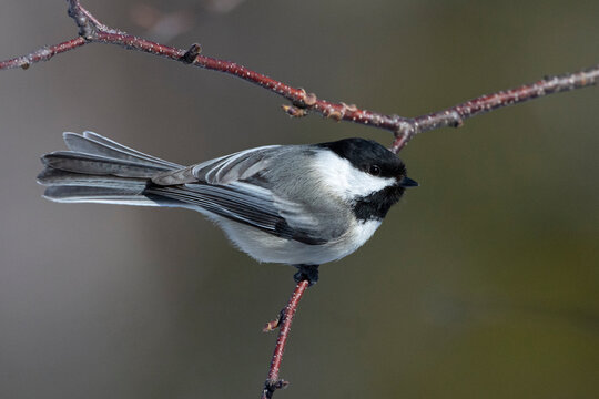 Black-capped chickadee (Poecile atricapillus) perched on a Paper birch (Betula papyrifera) branch, Acadia National Park, Maine, USA. March. 