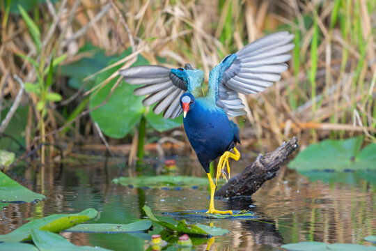 American purple gallinule (Porphyrio martinica) stepping over lilypads on pond, Everglades National Park, Florida, USA. March. 