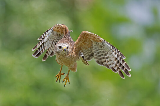 Red-shouldered hawk (Buteo lineatus) in flight, Corkscrew Regional Ecosystem Watershed (CREW) Bird Rookery Swamp, near Naples, Florida, USA. March. 