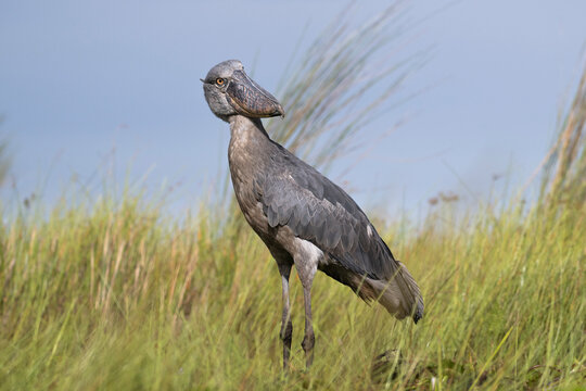 Shoebill (Balaeniceps rex) female, standing in long grass, Mabamba Swamp, Uganda. 