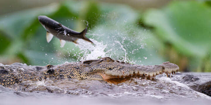 Estuarine crocodile (Crocodylus porosus) attempting to catch a Tarpon (Megalops cyprinoides), Fogg Dam Conservation Reserve, Northern Territory, Australia. 