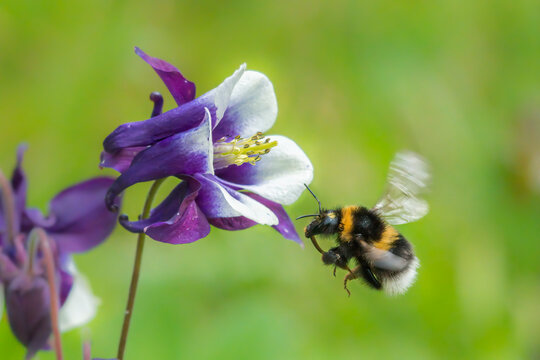 Garden bumblebee (Bombus hortorum) feeding on a Columbine (Aquilegia vulgaris) flower in a garden, Monmouthshire, Wales, UK. 