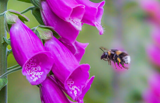 Garden bumblebee (Bombus hortorum) feeding on a Foxglove (Digitalis purpurea) flower in a garden, Monmouthshire, Wales, UK. 