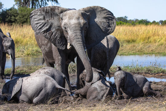 Group of African elephant (Loxodonta africana) calves bathing in mud amongst the herd, Okavango Delta, Botswana. Endangered. 