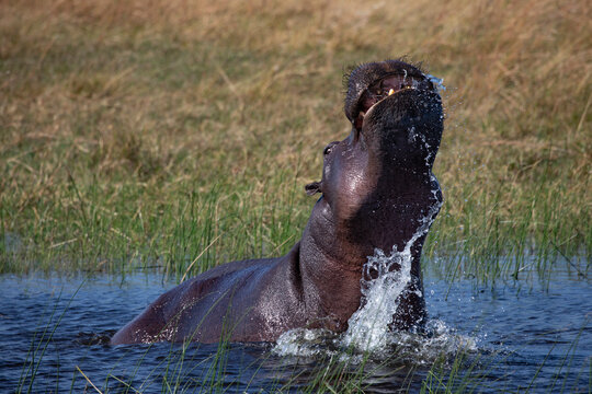 Hippopotamus (Hippopotamus amphibius) in water displaying aggressive behaviour, Okavango Delta, Botswana. 