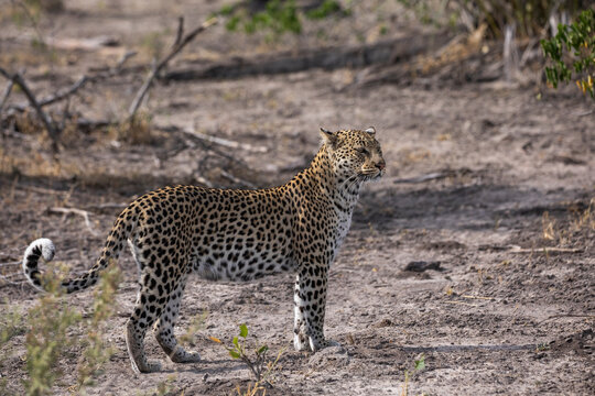 Leopard (Panthera pardus) female, portrait, Okavango Delta, Botswana. 