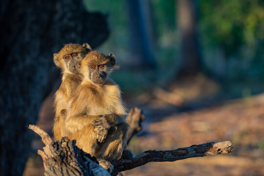 Two Chacma baboons (Papio ursinus) sitting together, portrait, Okavango Delta, Botswana. 