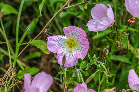 Oenothera speciosa is a species in the evening primrose family known by several common names, including pinkladies, pink evening primrose, showy evening primrose, Mexican primrose, and buttercups