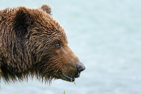 Brown bear (Ursus arctos) female with wet fur, eating grass, head portrait, Katmai National Park, Alaska, USA. June. 