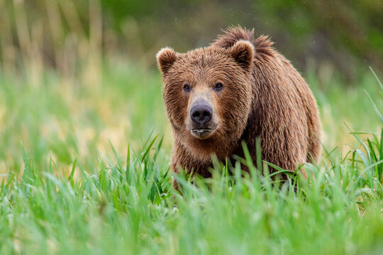 Brown bear (Ursus arctos) walking through long grass, Katmai National Park, Alaska, USA. June. 