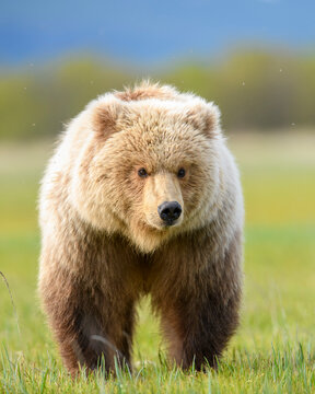 Brown bear (Ursus arctos) sub-adult standing in sedge meadow, Hallo Bay, Katmai National Park, Alaska, USA. June. 