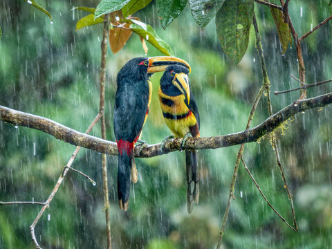 Two Collared aracaris (Pteroglossus torquatus) perched on branch in rain storm, cloud forest, Ecuador. 