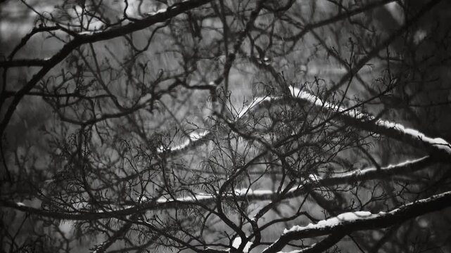 A single snowy tree standing alone in the winter landscape