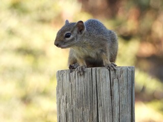 Squirrel on a pole