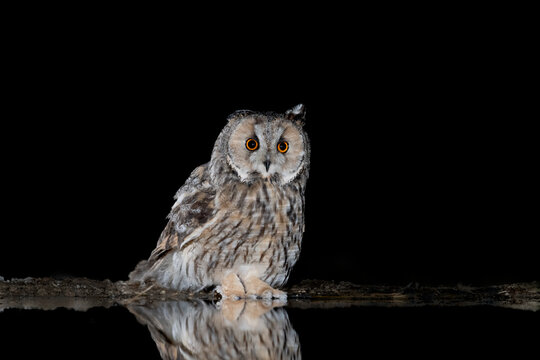 B&uacute;ho chico en la oscuridad de la noche.