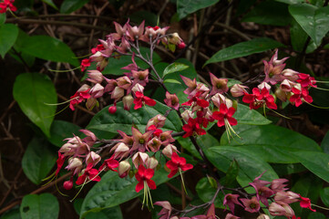 Bleeding heart vine Clerodendrum thomsoniae with bright red flowers and pale bracts, tropical climbing plant blooming against glossy green leaves.