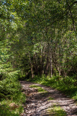 Obraz premium narrow forest road in dappled light. summer landscape with trail surrounded by tall trees. gravel path through dense beech woodland. nature background for exploration or escape concept