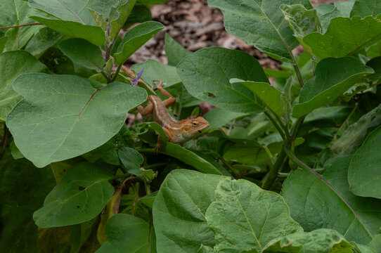 Oriental garden lizard Calotes versicolor resting on green eggplant leaves, camouflaged reptile in tropical garden foliage with natural habitat detail.