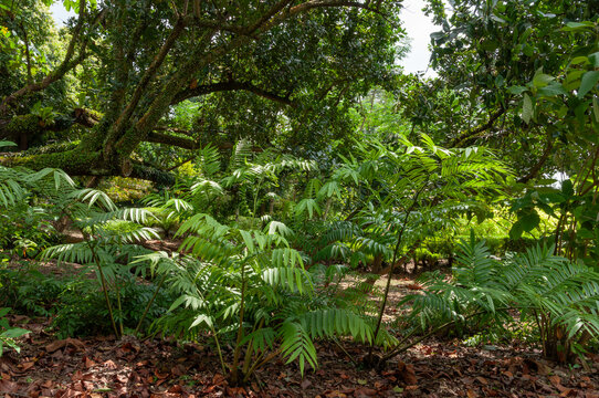 Zamia cycad plants growing in tropical botanical garden, dense prehistoric foliage with pinnate leaves forming lush green understory beneath spreading trees.
