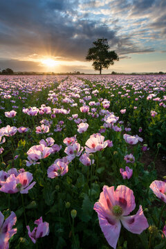 Pink poppies (papaver somniferum) growing in a field at sunrise near Blandford, Dorset, England, UK