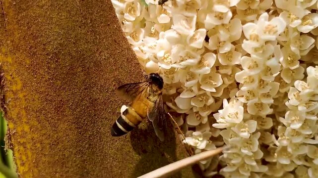 Honey Bee Diligently Gathering White Pollen from a Cluster of Delicate White Flowers, Showcasing Natures Intricate Pollination Process