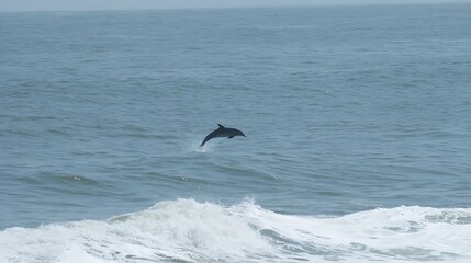 Naklejka premium A lone dolphin jumps from the blue ocean water with waves crashing, capturing the wild spirit of the sea.