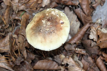 Amanita rubescens basidiomycete mushroom species growing in deciduous forest