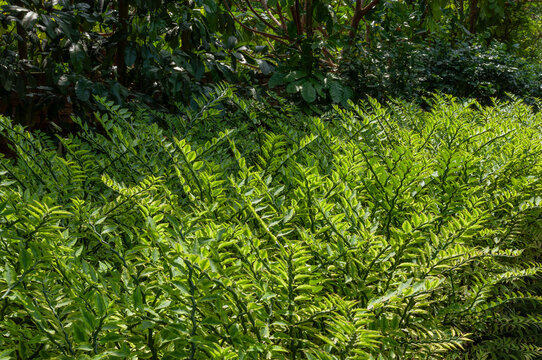 Devil&rsquo;s backbone plant Euphorbia tithymaloides displaying angular segmented stems and cream edged foliage in lush subtropical setting.