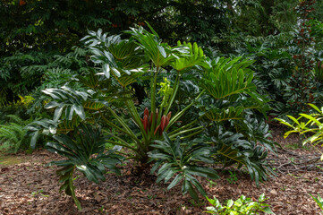 Philodendron bipinnatifidum featuring red spathes and large deeply cut leaves, ornamental tropical foliage plant in botanical garden. © Anna Zaro