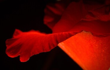 Płatki kwiatu w kolorze czerwonym © Dariusz
