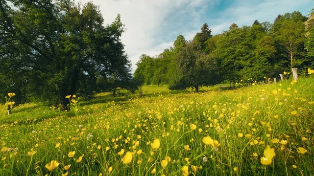 Idyllic rural meadow with blossoming yellow spring flowers, green trees and blue sky