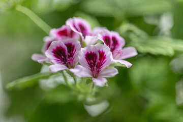 Obraz premium Blooming pelargonium flowers with pink petals and dark red centers, ornamental geranium plant in garden, vibrant spring flowering for landscaping and home decoration use.